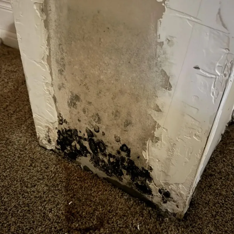 Professional Mold Removal in Clay County, IN